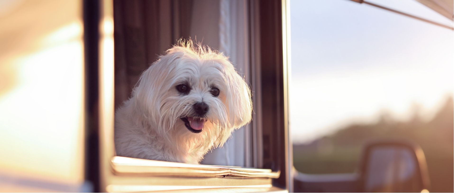RVing with Pets: Tips and Advice for Traveling with Your Furry Friends